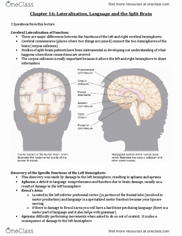 Psychology 2220A/B Lecture Notes - Lecture 16: Commissurotomy, Dichotic Listening Test, Prefrontal Cortex thumbnail