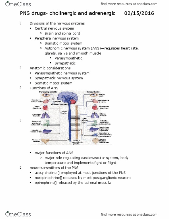 NUR 234 Lecture Notes - Lecture 7: Oxymetazoline, Autonomic Nervous System, Raynaud Syndrome thumbnail