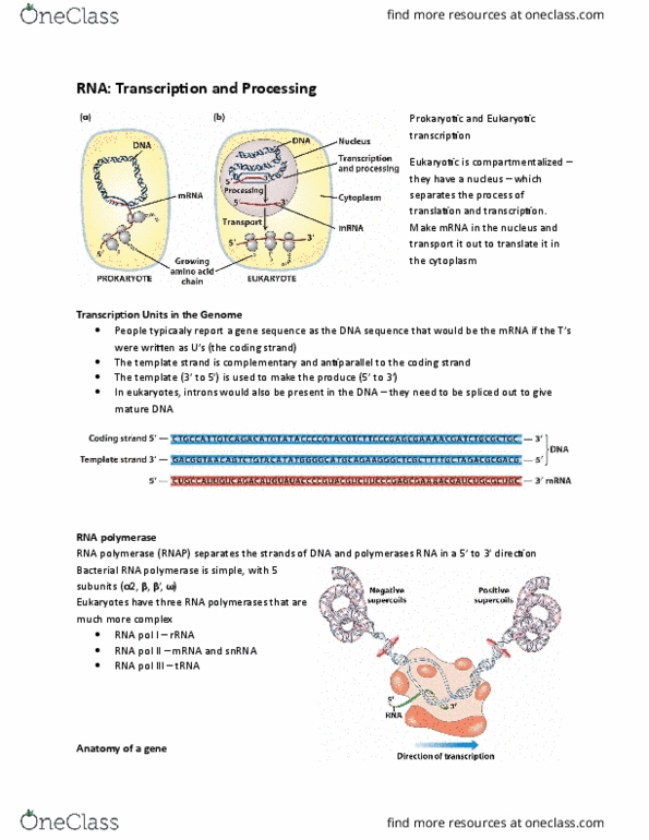 BIOC 302 Lecture Notes - Lecture 22: Intron, Stem-Loop, Rna Polymerase Ii thumbnail