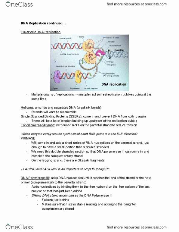 BIO 1140 Lecture Notes - Lecture 20: Helicase thumbnail