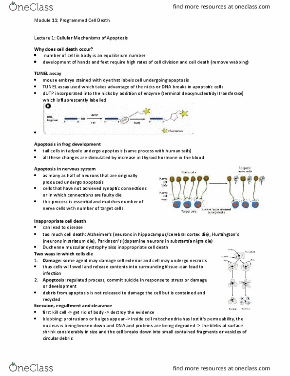 BIOLOGY 2B03 Lecture Notes - Lecture 64: Substantia Nigra, Zygote, Tunel Assay thumbnail