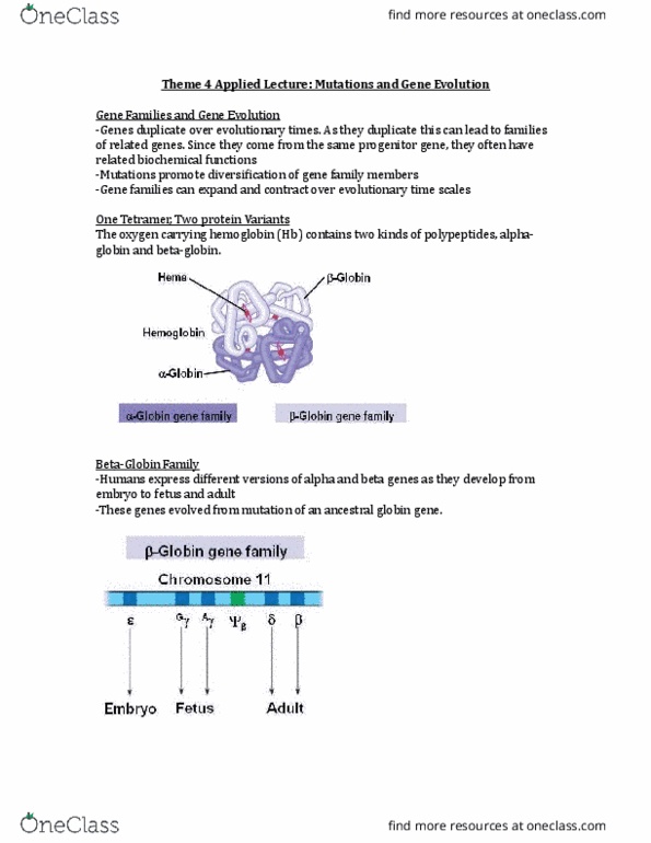 BIOLOGY 1A03 Lecture Notes - Lecture 18: Uracil, Hemoglobin, Lysine thumbnail