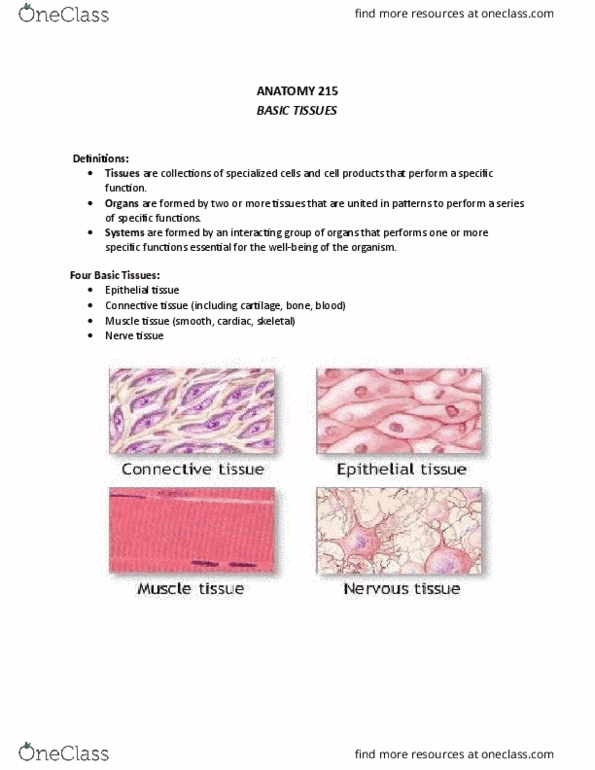 ANAT 215 Lecture Notes - Lecture 2: Birds Eye View, Urethra, Mammary Gland thumbnail