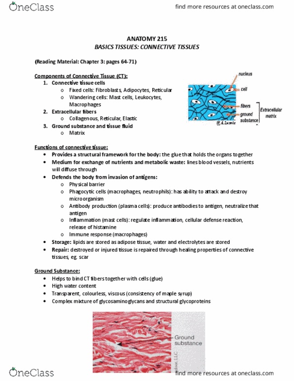 ANAT 215 Lecture Notes - Lecture 3: Adipose Tissue, Macrophage, Neutrophil thumbnail
