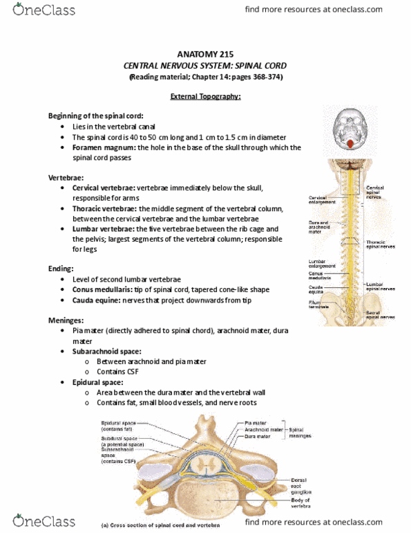 ANAT 215 Lecture Notes - Lecture 6: Autonomic Nervous System, Arachnoid Mater, Filum Terminale thumbnail