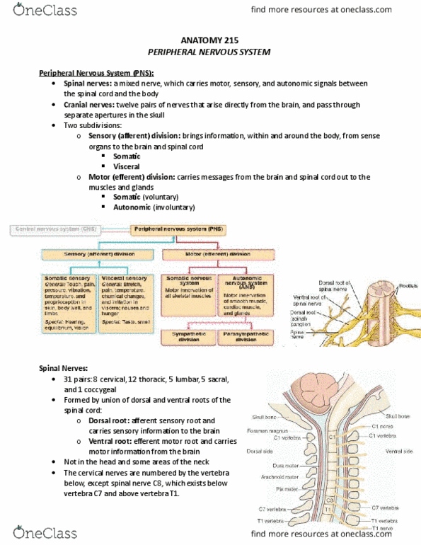 ANAT 215 Lecture Notes - Lecture 7: Cochlea, Cervical Plexus, Sacral Plexus thumbnail