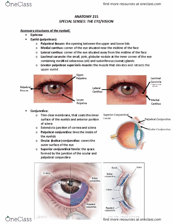 ANAT 215 Lecture Notes - Lecture 9: Medulla Oblongata, Lateral Geniculate Nucleus, Anterior Chamber Of Eyeball thumbnail