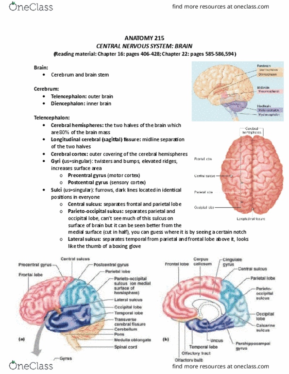 ANAT 215 Lecture Notes - Lecture 5: Middle Cerebellar Peduncle, Cerebellar Peduncle, Cerebral Cortex thumbnail
