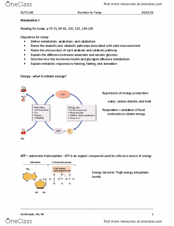 NUTR 200 Lecture Notes - Lecture 16: Carbohydrate Metabolism, Acetyl-Coa, Glycogenesis thumbnail