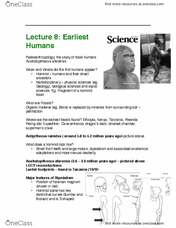 ANTHROP 1AA3 Lecture Notes - Lecture 8: Homo Naledi, Rising Star Cave, Homo Erectus thumbnail