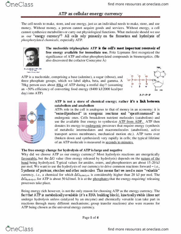 BIOC 2580 Lecture Notes - Lecture 5: Atp Hydrolysis, Fritz Albert Lipmann, Phosphate thumbnail