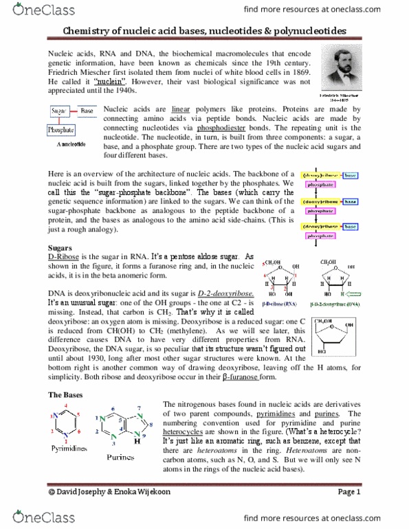 BIOC 2580 Lecture Notes - Lecture 3: Friedrich Miescher, Furanose, Heterocyclic Compound thumbnail