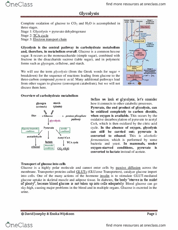 BIOC 2580 Lecture Notes - Lecture 10: Triosephosphate Isomerase, Phosphoglycerate Mutase, Pyruvate Dehydrogenase thumbnail