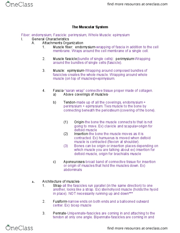 NURS 220 Lecture Notes - Lecture 11: Orbicularis Oris Muscle, Rectus Femoris Muscle, Biceps Femoris Muscle thumbnail