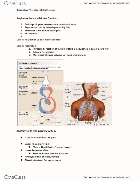 BIOL 2P97 Lecture Notes - Lecture 19: Alveolar Cells, Bronchus, Cellular Respiration thumbnail