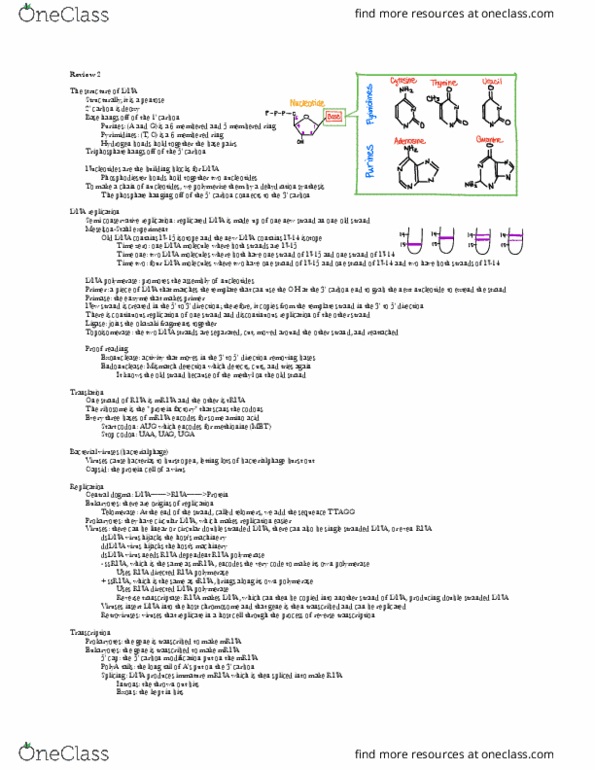 7.012 Lecture Notes - Lecture 1: Rna-Dependent Rna Polymerase, Dna Virus, Dna Replication thumbnail