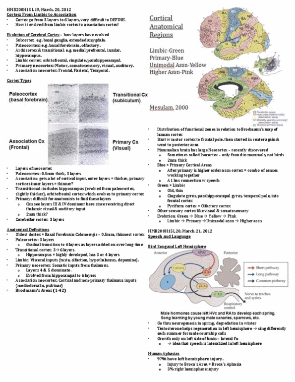 HMB200H1 Lecture Notes - Lecture 19: Arcuate Fasciculus, Parahippocampal Gyrus, Visual Cortex thumbnail