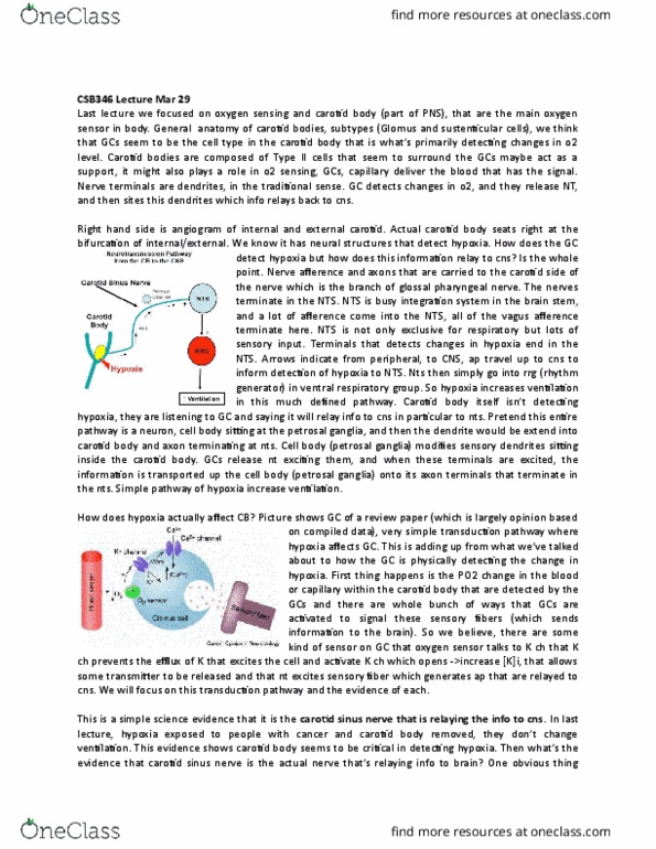 CSB346H1 Lecture Notes - Lecture 6: Carotid Sinus, Hypercapnia, External Carotid Artery thumbnail