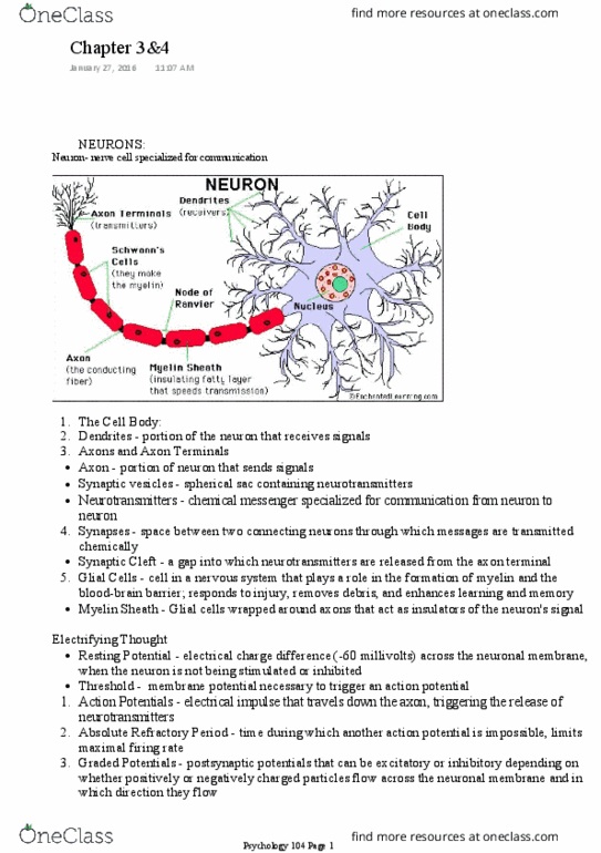 PSYC-104 Chapter 3-4: Chapter 3&4 thumbnail