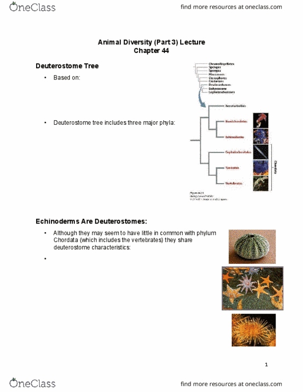 BIOL 1020U Lecture Notes - Lecture 10: Vertebrate, Lissamphibia, Allantois thumbnail