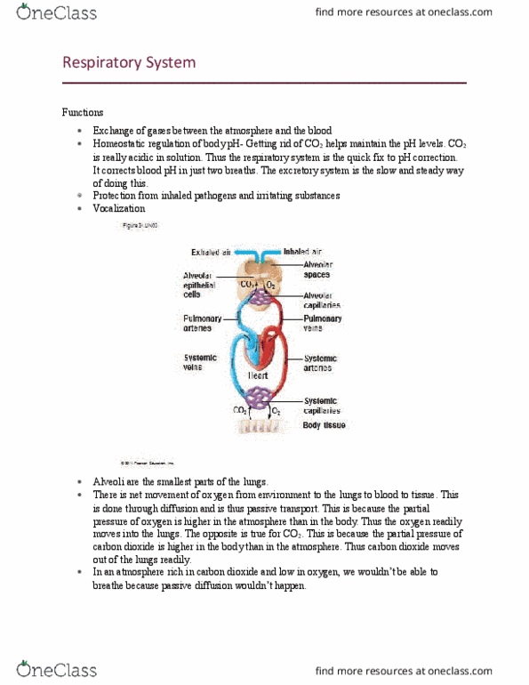 BIO 126 Lecture Notes - Lecture 8: Bronchiole, Vocal Folds, Aorta thumbnail