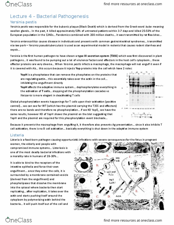 CSB202H1 Lecture Notes - Lecture 4: Dendritic Cell, Tight Junction, Tlr9 thumbnail