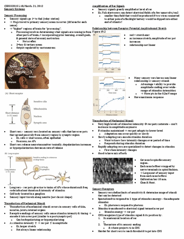 CSB332H1 Lecture Notes - Lecture 18: Olfactory Bulb, Muscle Spindle, Myocyte thumbnail