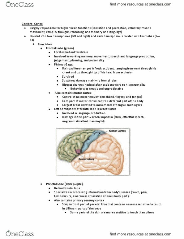 PSYCH 101 Lecture Notes - Lecture 2: Prosopagnosia, Wilder Penfield, Auditory Cortex thumbnail