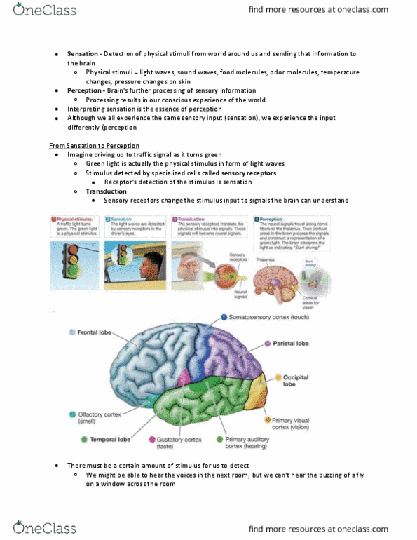 PSYCH 101 Chapter Notes - Chapter 5.1: Neural Adaptation, Detection Theory, Sensory Neuron thumbnail