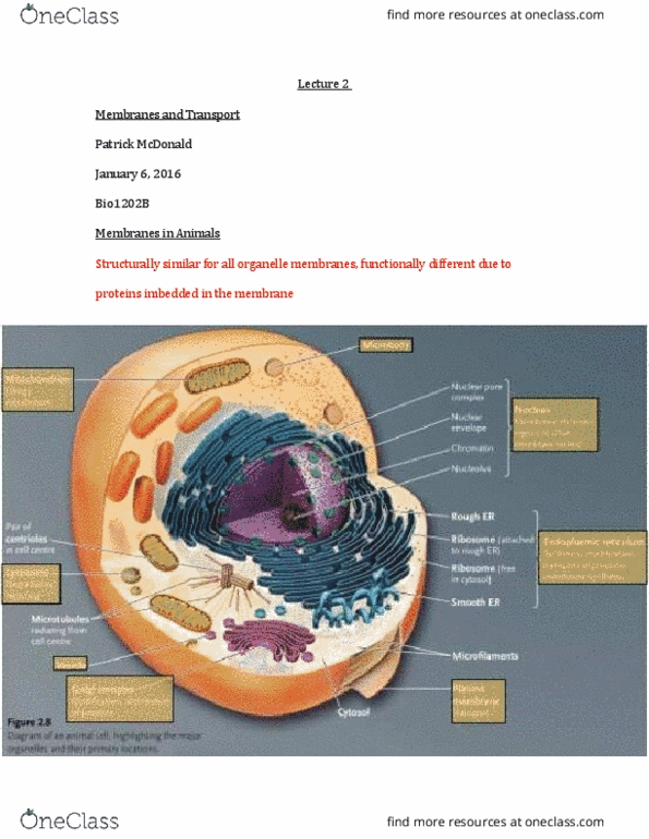 Biology 1202B Lecture Notes - Lecture 1: Passive Transport, Semipermeable Membrane, Electrochemical Gradient thumbnail