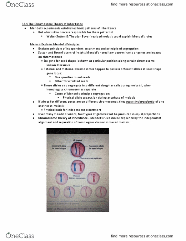 BIOL 180 Chapter Notes - Chapter 14: Gouache, Genetic Recombination, Theodor Boveri thumbnail