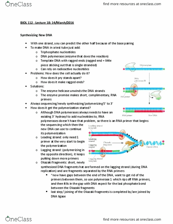 BIOL 112 Lecture Notes - Lecture 18: Phenylalanine, Transfer Rna, Peptide thumbnail