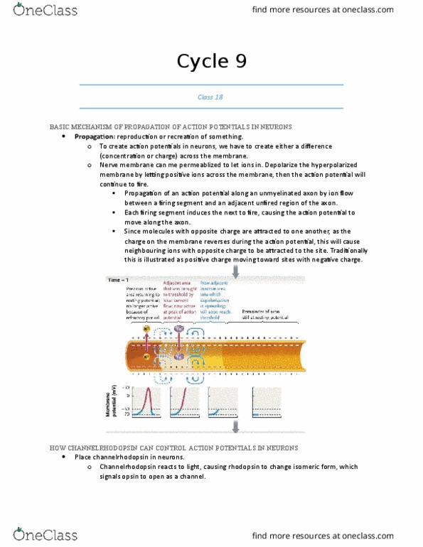 Biology 1002B Lecture Notes - Lecture 18: Chromosome, Reverse Transcription Polymerase Chain Reaction, Rhizobium thumbnail