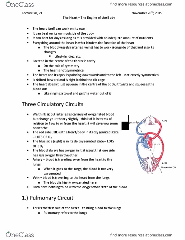 Kinesiology 2222A/B Lecture 20: Lecture 20, 21 The heart thumbnail