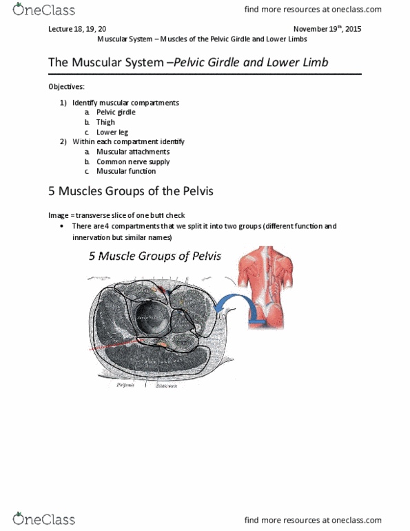 Kinesiology 2222A/B Lecture Notes - Lecture 18: Anterior Inferior Iliac Spine, Internal Obturator Muscle, Anterior Superior Iliac Spine thumbnail