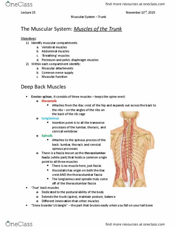 Kinesiology 2222A/B Lecture Notes - Lecture 15: Aorta, Abdominal Internal Oblique Muscle, Inguinal Ligament thumbnail