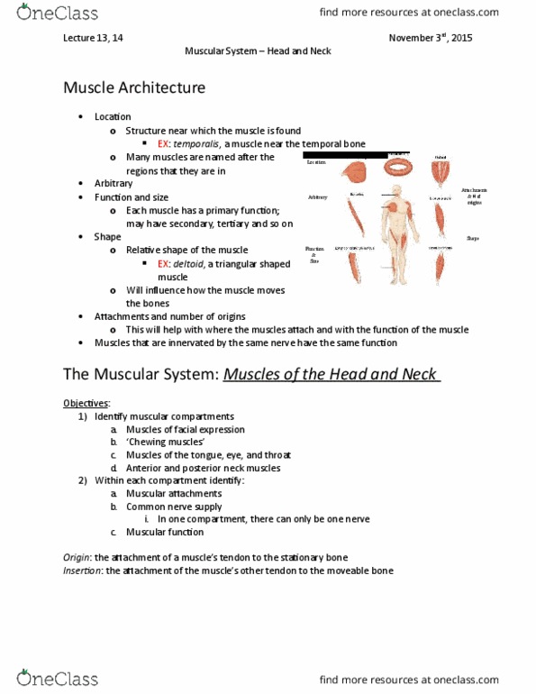 Kinesiology 2222A/B Lecture Notes - Lecture 13: Medial Pterygoid Muscle, Epicranial Aponeurosis, Lateral Pterygoid Muscle thumbnail