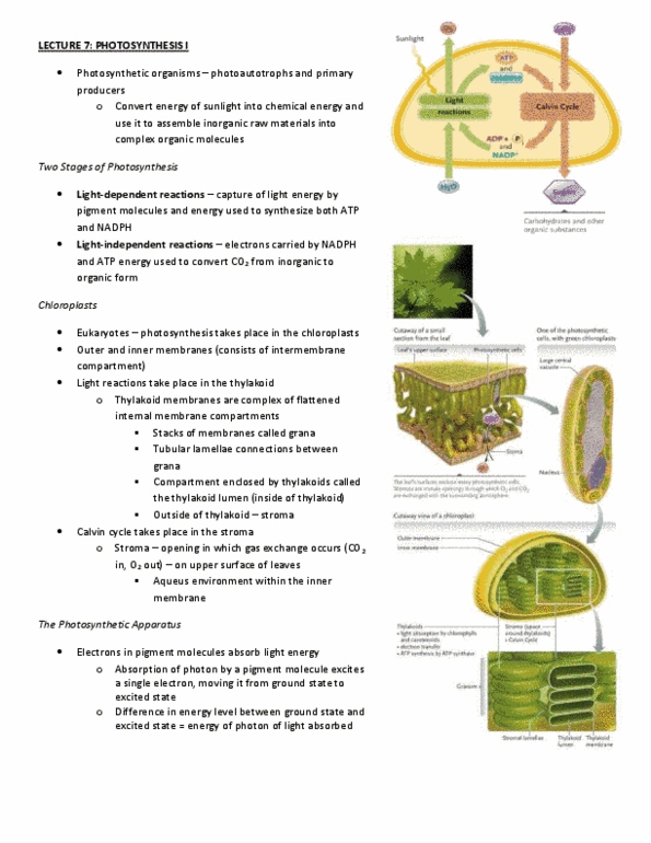 Biology 1002B Lecture : Photosynthesis thumbnail