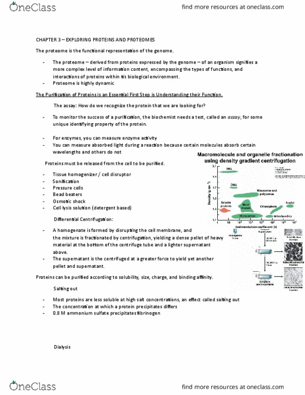 CHEM 271 Chapter Notes - Chapter 3: Polyacrylamide Gel Electrophoresis, Affinity Chromatography, Gel Electrophoresis thumbnail