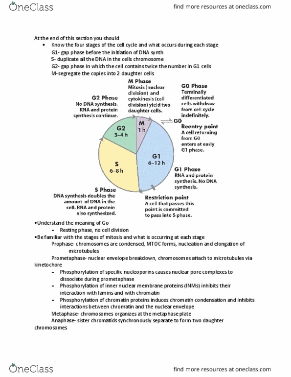 MBB 231 Lecture Notes - Lecture 17: Sister Chromatids, Nuclear Pore, Prometaphase thumbnail