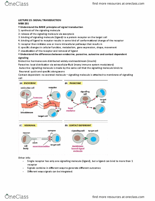 MBB 231 Lecture Notes - Lecture 15: Guanine Nucleotide Exchange Factor, Signal Transduction, Adrenergic Receptor thumbnail