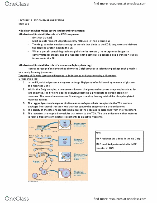 MBB 231 Lecture Notes - Lecture 13: Lysosomal Storage Disease, Endosome, Mannose thumbnail