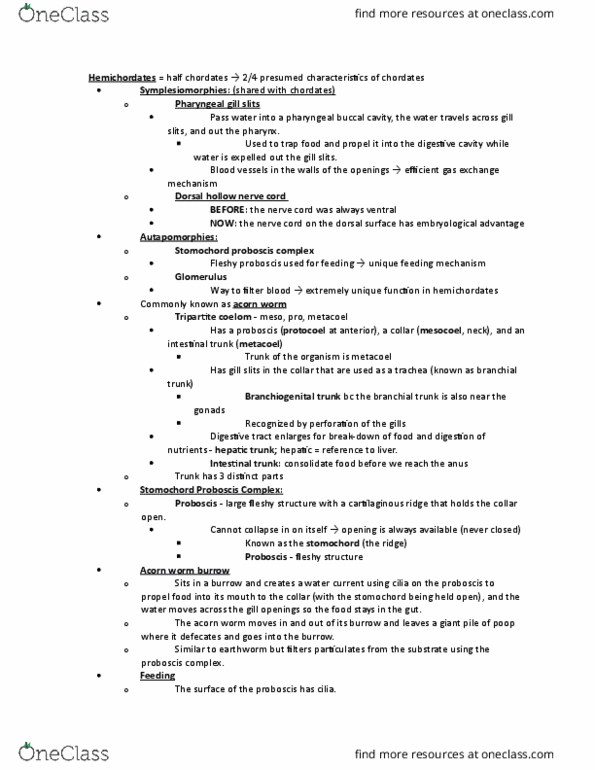 BIO 2135 Lecture Notes - Lecture 15: Dorsal Nerve Cord, Gill Slit, Acorn Worm thumbnail