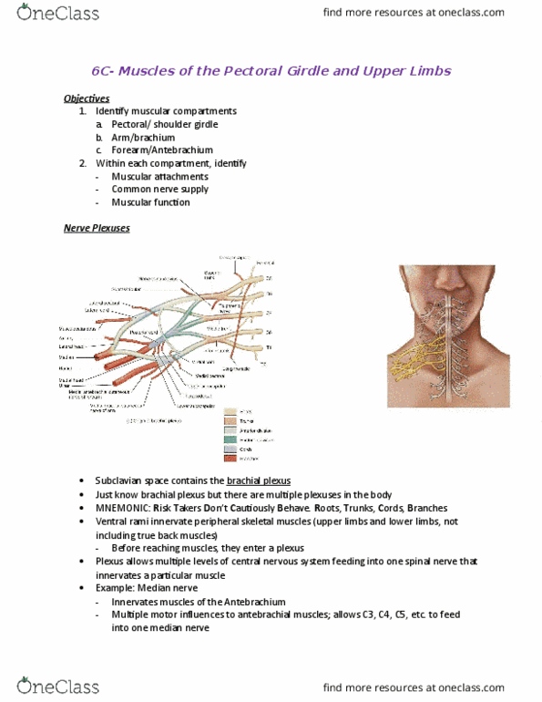 Health Sciences 2300A/B Lecture Notes - Lecture 6: Dorsal Scapular Nerve, Shoulder Girdle, Spine Of Scapula thumbnail