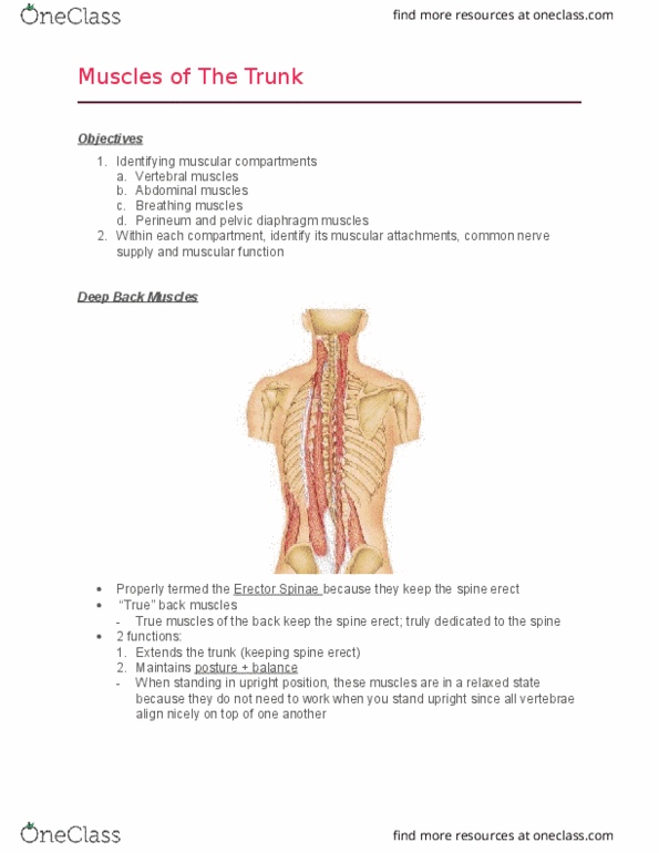 Health Sciences 2300A/B Lecture Notes - Lecture 6: Transverse Abdominal Muscle, Thoracolumbar Fascia, Anterior Ramus Of Spinal Nerve thumbnail