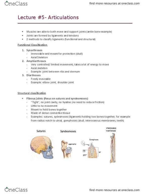 Health Sciences 2300A/B Lecture Notes - Lecture 5: Ulnar Collateral Ligament Of Elbow Joint, Joint Capsule, Synovial Joint thumbnail