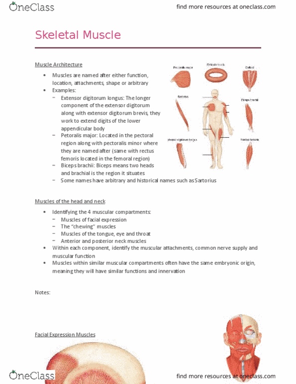 Health Sciences 2300A/B Lecture Notes - Lecture 6: Extensor Digitorum Longus Muscle, Levator Palpebrae Superioris Muscle, Medial Rectus Muscle thumbnail