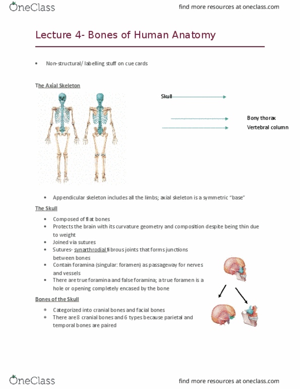 Health Sciences 2300A/B Lecture Notes - Lecture 4: Inferior Nasal Concha, Sagittal Suture, Jugular Foramen thumbnail