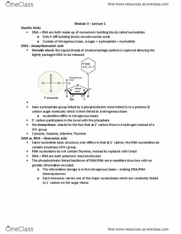 BIOCHEM 2EE3 Lecture Notes - Lecture 1: Glycosidic Bond, Osmotic Shock, Nitrogenous Base thumbnail