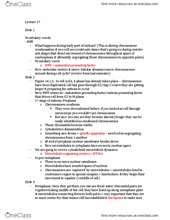 BIOB11H3 Lecture Notes - Lecture 17: Cyclin-Dependent Kinase, Maturation Promoting Factor, Sister Chromatids thumbnail